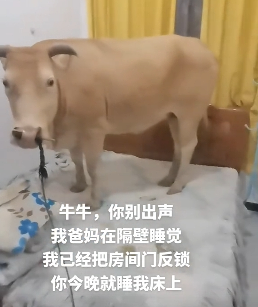 “不要小看牛马之间的羁绊啊”,都市人把村里的牛捧成新晋萌宠了(组图) - 26