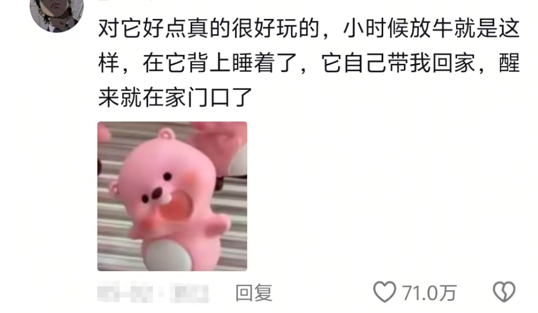 “不要小看牛马之间的羁绊啊”,都市人把村里的牛捧成新晋萌宠了(组图) - 3