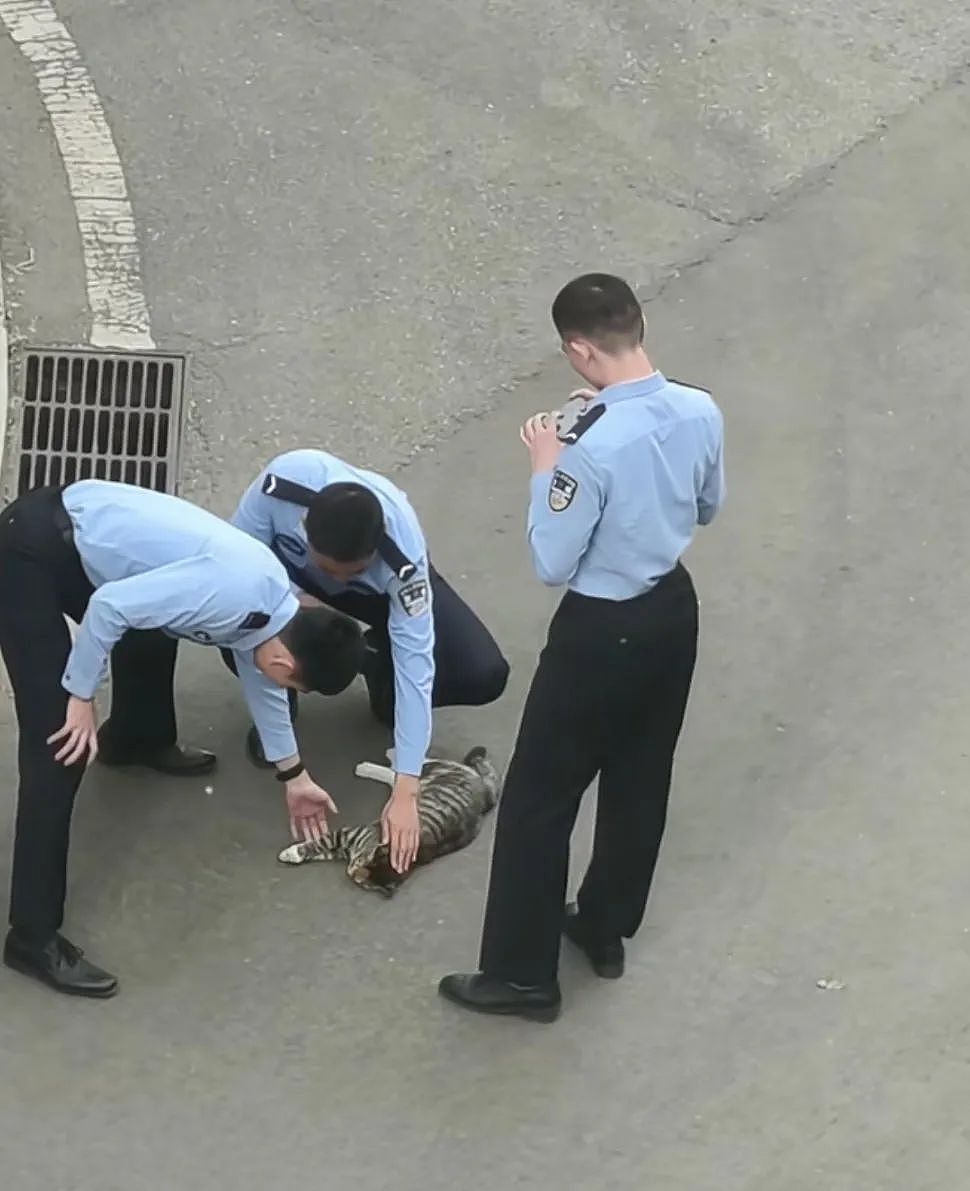 【宠物】老妈吐槽老爸打呼吵她睡不着,其实,老爸晚上根本没回家...网友刚想尖叫,打开一看秒懂了哈哈哈(组图) - 22