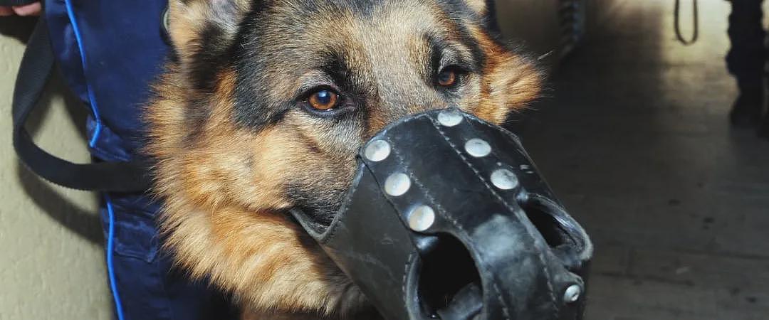 《触不可及》男主、凯撒影帝为爱犬侮辱法铁乘务员？网友：这次真不能站他（组图） - 8