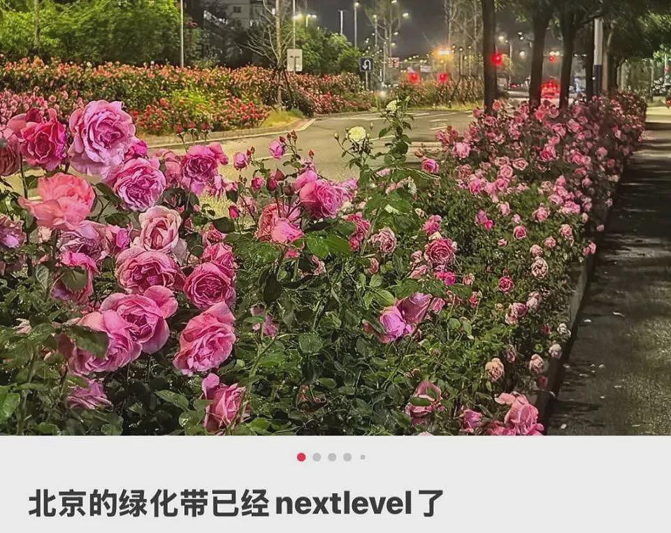 北京绿化带,成了年轻人的“5A级景区”(组图) - 11