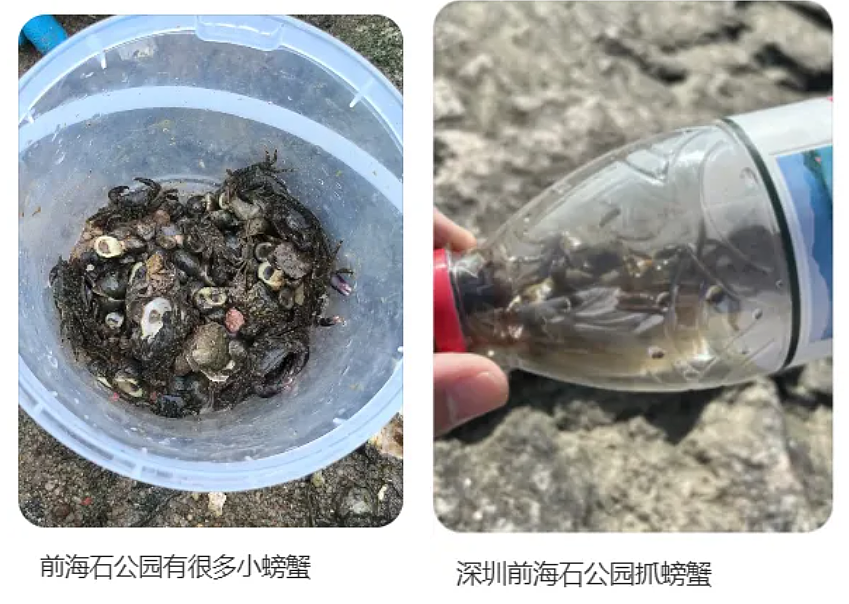 深圳一海滩惊现大量海鲜！有网友称怒捡一百多斤（视频/组图） - 4