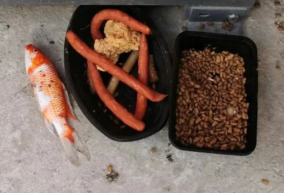 【宠物】老妈吐槽老爸打呼吵她睡不着,其实,老爸晚上根本没回家...网友刚想尖叫,打开一看秒懂了哈哈哈(组图) - 8
