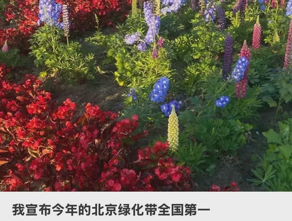 北京绿化带,成了年轻人的“5A级景区”(组图) - 4