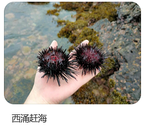 深圳一海滩惊现大量海鲜！有网友称怒捡一百多斤（视频/组图） - 5