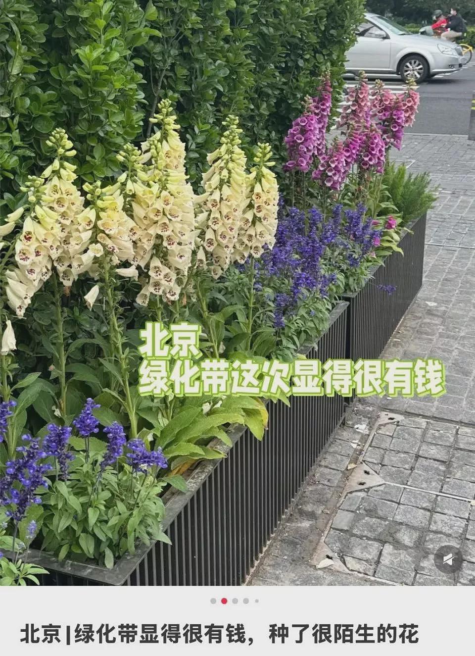 北京绿化带,成了年轻人的“5A级景区”(组图) - 10