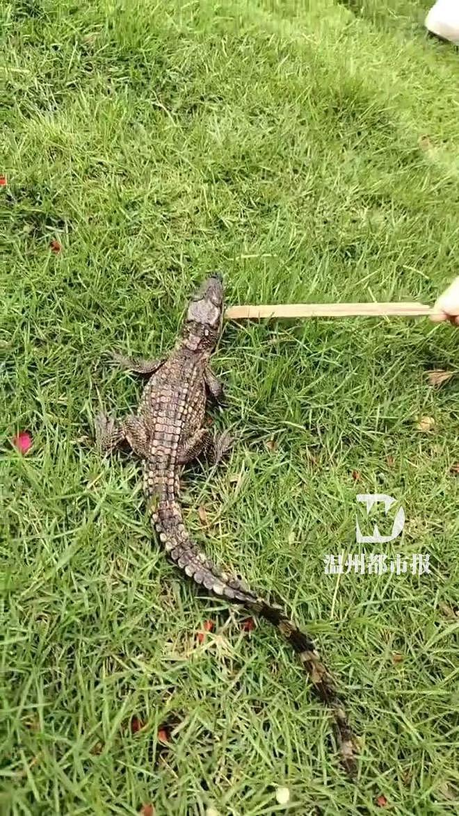 温州九山湖鳄鱼被捕获:疑似是人工饲养的,没有牙齿(组图) - 1