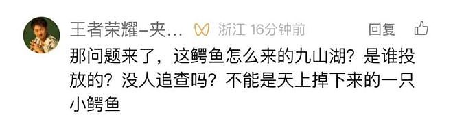 温州九山湖鳄鱼被捕获:疑似是人工饲养的,没有牙齿(组图) - 2