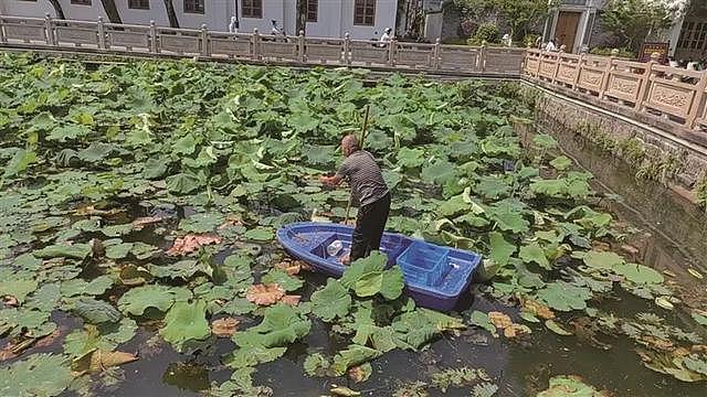 温州九山湖鳄鱼被捕获:疑似是人工饲养的,没有牙齿(组图) - 7