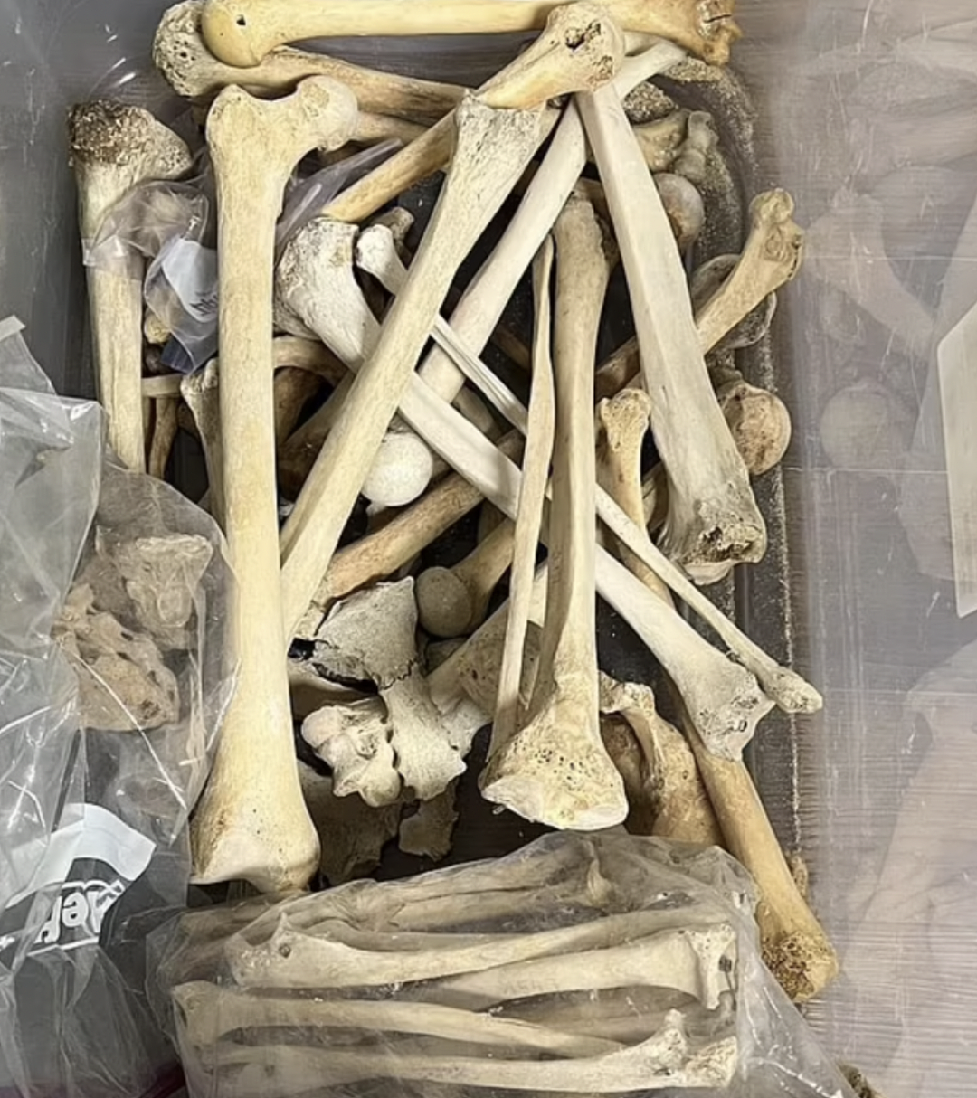 丧心病狂！哈佛医学院前主管认罪：盗卖捐赠者遗骸，买家进太平间挑选，持续数年…（组图） - 6