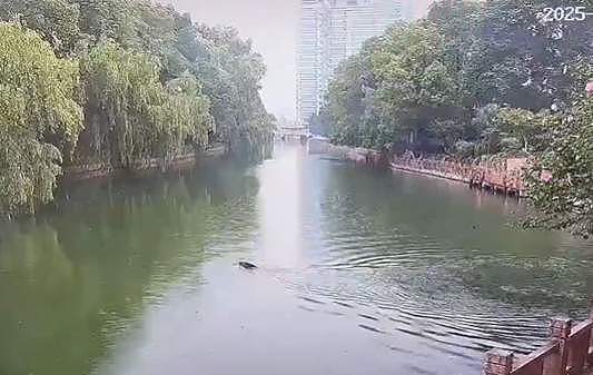 杭州多人目击：百斤重野猪闯进学校和小区！“跑飞快，随后自己游走了”（组图） - 4