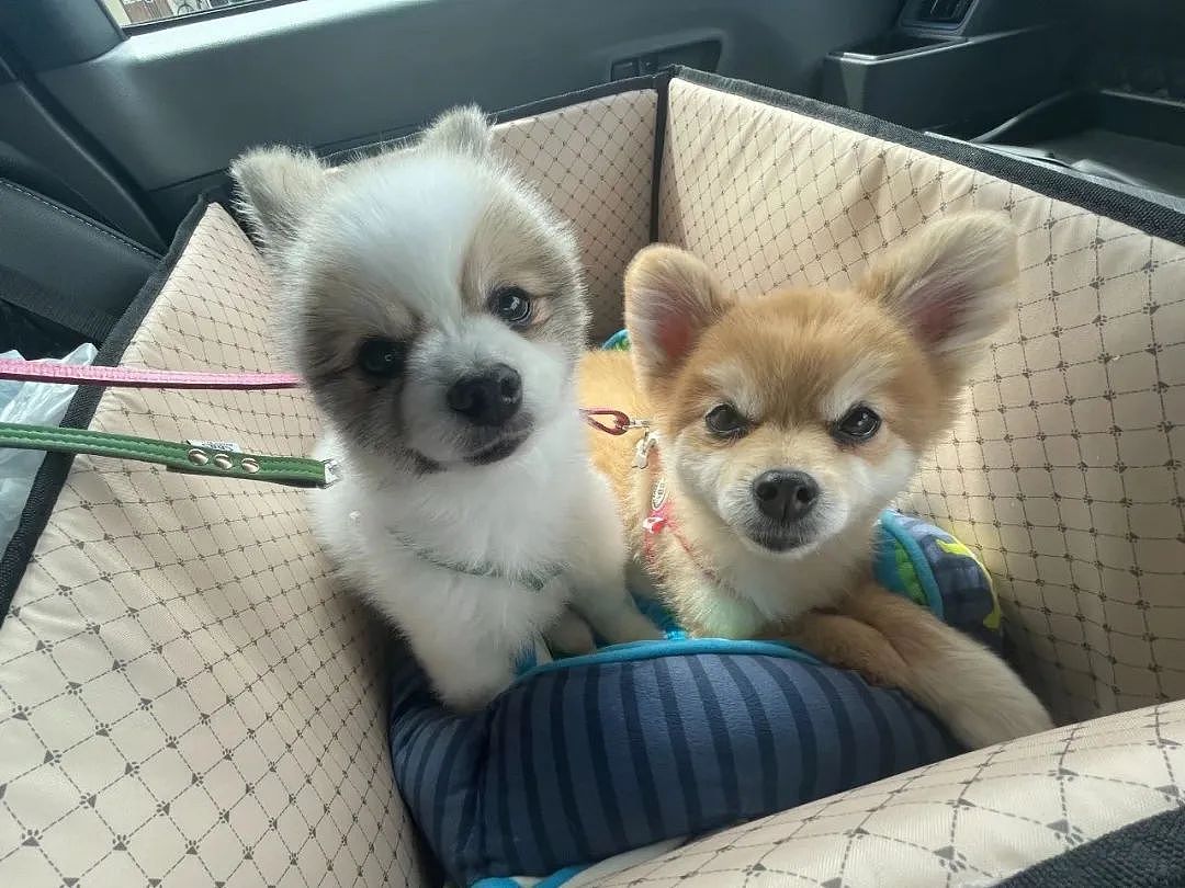 【宠物】委屈小狗看到主人后...从萨摩唉秒变萨摩耶（组图） - 8