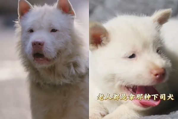 唯一的世界级猎犬！中国狗王“下司犬”统治狗群，爆红到国外（视频/组图） - 1