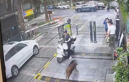 杭州多人目击：百斤重野猪闯进学校和小区！“跑飞快，随后自己游走了”（组图） - 2