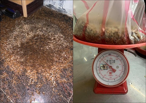 云南飞蚁满天飞！女子“抓30只吃”，肚子爆痛送医！竟因太补了（组图） - 1