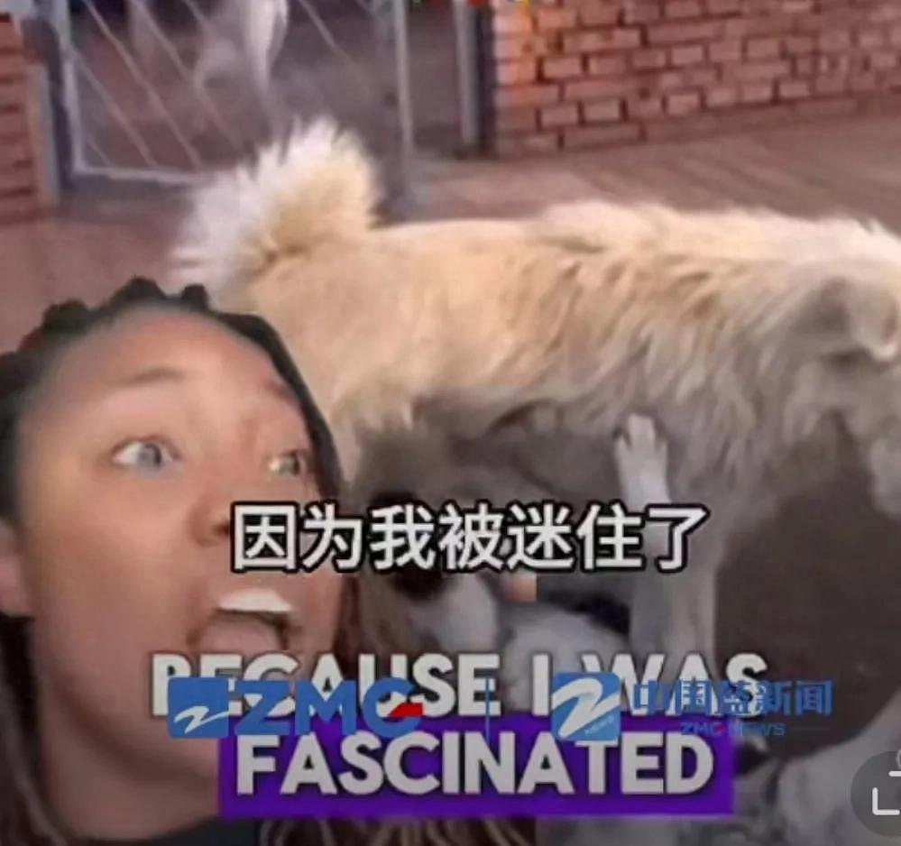 “中国狗王”火遍全球，身价飙升至10万美元，狗主人现身（组图） - 1