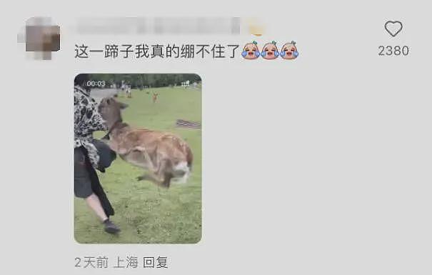 日本奈良小鹿当街抢中国游客包,飞脚踹人后携包狂奔!当事人:钱包和护照都丢了(视频/组图) - 2