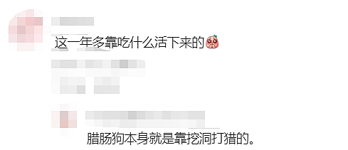 走失529天，终于与你重逢...澳洲上演最温情的“绝杀”！（组图） - 23