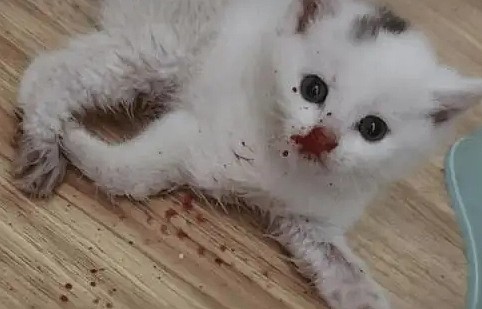 点菜式虐杀如产业链！CNN曝中国血腥虐猫社群（图） - 1