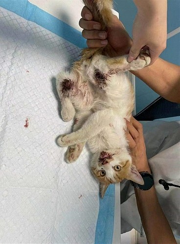 点菜式虐杀如产业链！CNN曝中国血腥虐猫社群（图） - 2