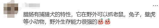 走失529天，终于与你重逢...澳洲上演最温情的“绝杀”！（组图） - 24