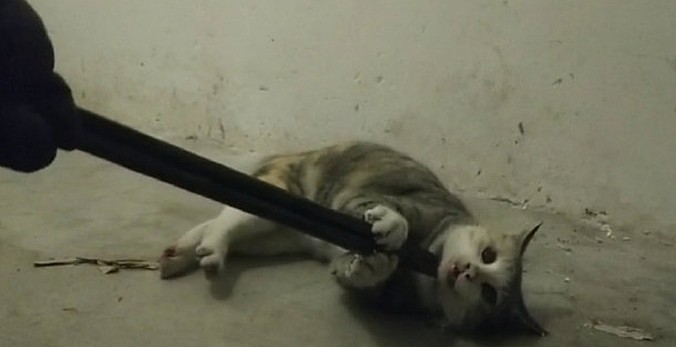 点菜式虐杀如产业链！CNN曝中国血腥虐猫社群（图） - 3