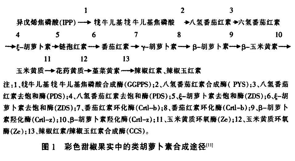 蔬菜中的“维 C 之王”竟是它?含量是橙子的近 4 倍!每天吃一个就够了(组图) - 6