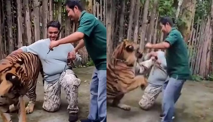 和老虎合照「0距离狂撸」！男游客下秒遭飞扑猛咬，惊悚画面曝（图） - 1