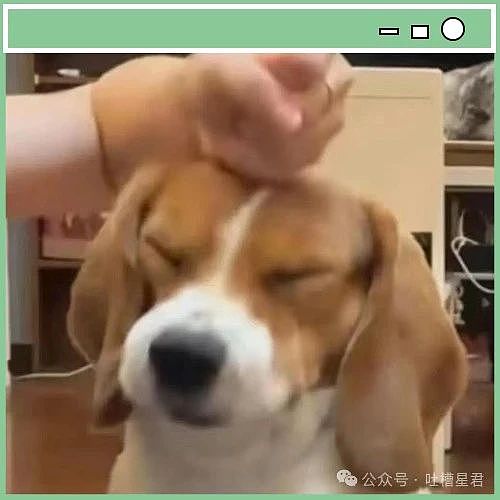 【爆笑】“因为打麻将没回消息相亲对象破防了...”哈哈哈怎么才能养到这种电子宠物(组图) - 3