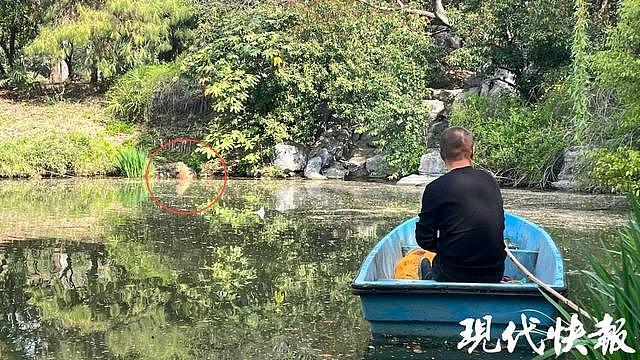 出逃整2个月的卡皮巴拉“豆包”回家了，没瘦还胖了1斤多（组图） - 5