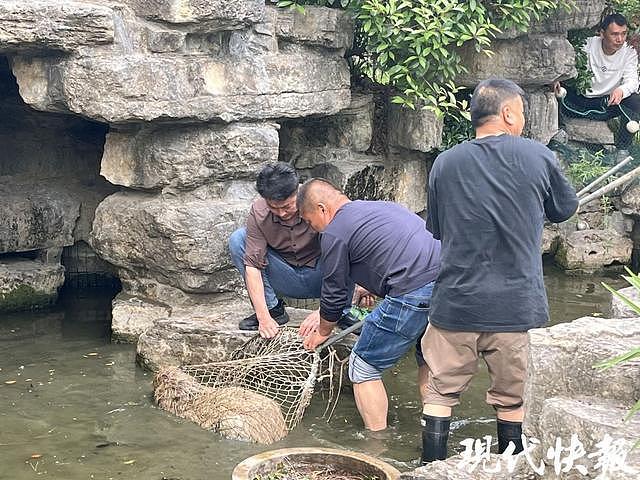 出逃整2个月的卡皮巴拉“豆包”回家了，没瘦还胖了1斤多（组图） - 4