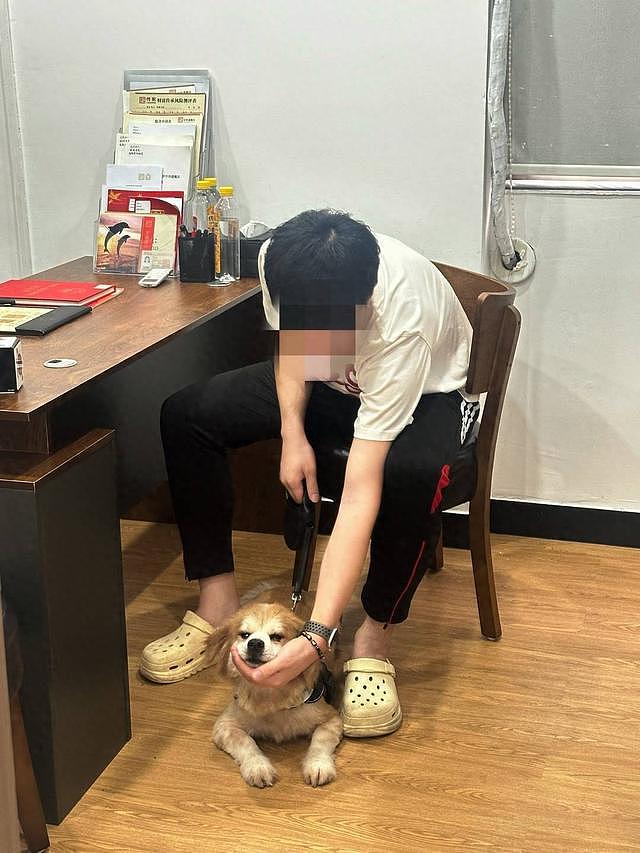 广州52岁女子立遗嘱十几万元留给4只宠物狗，中华遗嘱库：具备法律效力（图） - 1