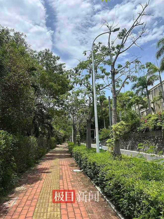 疑被蛇咬伤身亡女子表弟发声：被咬地系三亚市区人行道，表姐已在新加坡申请读研（组图） - 2