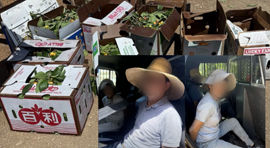 至少3华人在农场0元购!偷满20个百利箱,这样“进货”樱桃摆摊出售,连人带钱被没收(组图) - 8