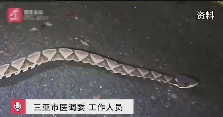 女游客被蛇咬身亡后续，身份背景曝光，调查组介入，俩医院恐担责（组图） - 13