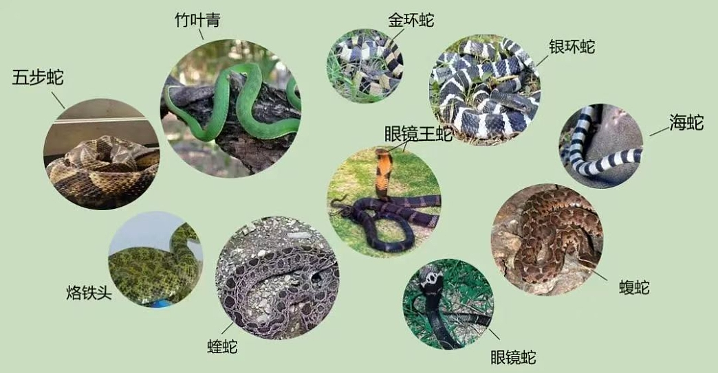 新加坡美女幼师去海南度假疑遭毒蛇咬伤,数小时后不治身亡!更多细节曝光(组图) - 9