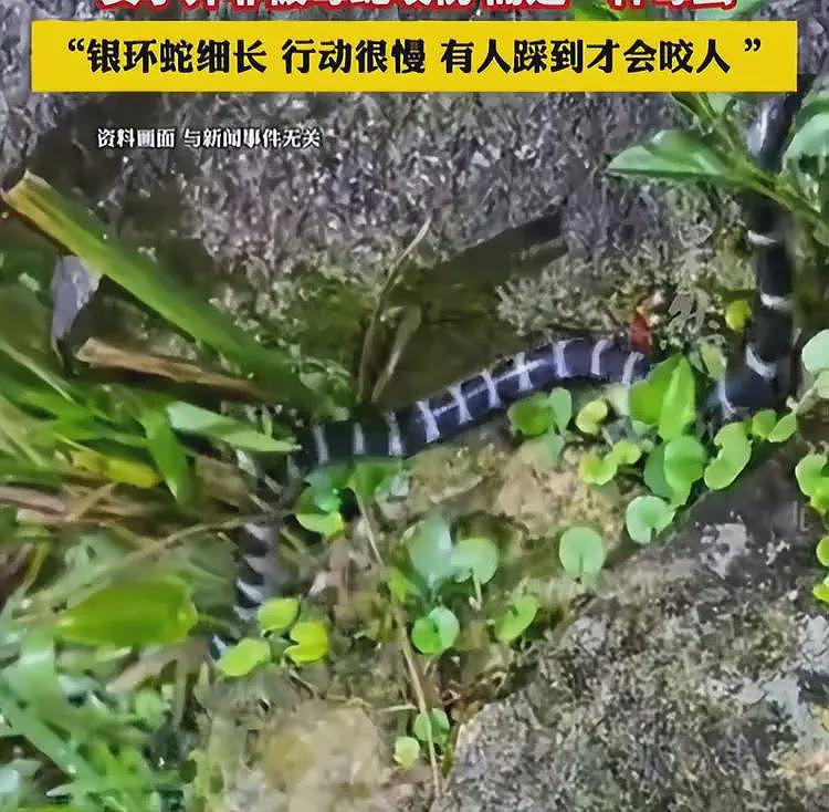 三亚女游客被中毒身亡后续！医学博主提出质疑，不是蛇咬而是毒虫（组图） - 14