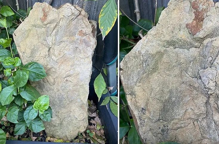澳洲女子窗前一站，发现2.5亿年的宝贝（组图） - 2