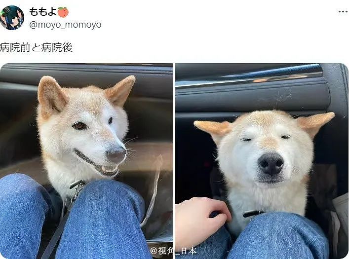 【爆笑】“网友:哪来的古风老娘啊!” 哈哈哈哈哈被网友评论笑晕过去(组图) - 81