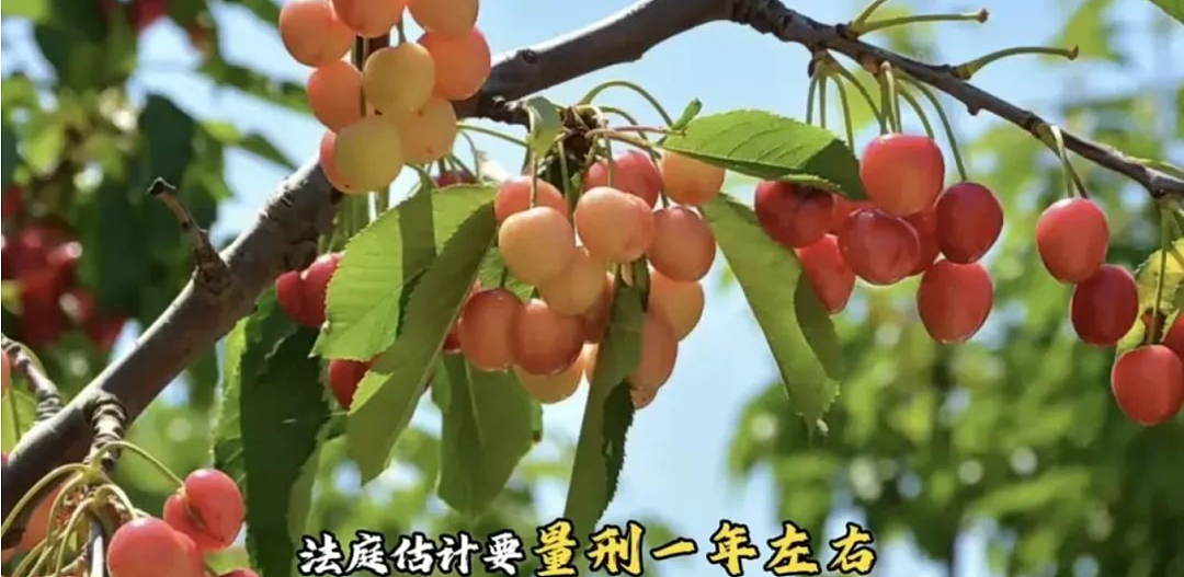 华人大爷大妈组团偷摘樱桃，当场被捕！面临重罪指控，网友直呼丢人（组图） - 10