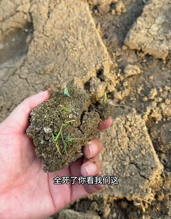 安徽20万亩田地水源被污染，农民悲痛反映却遭封锁（组图） - 2