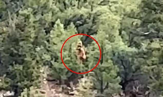 美国森林惊现六米高神秘生物!目击者再寻踪迹,引发大脚怪讨论(组图) - 2