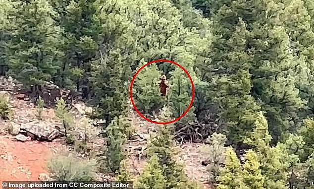美国森林惊现六米高神秘生物!目击者再寻踪迹,引发大脚怪讨论(组图) - 1