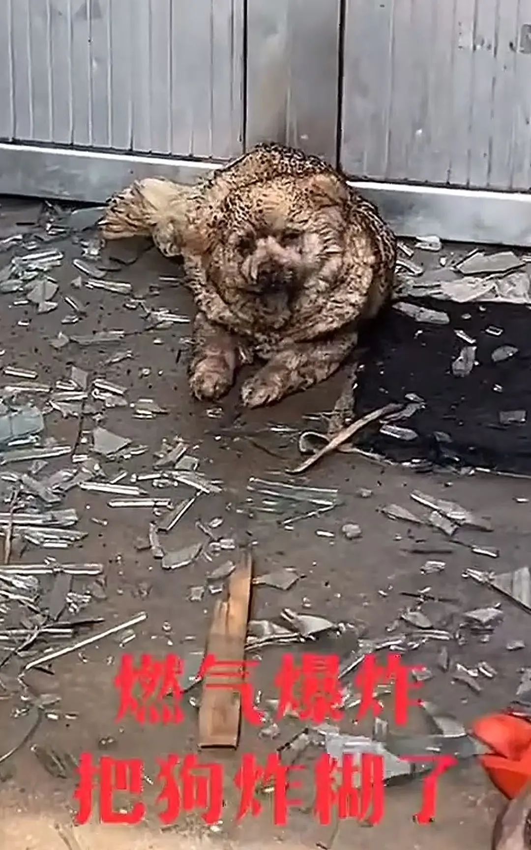 【爆笑】“高考最大的受益者出现了…？”网友笑疯：哈哈哈这是来进货了吗（组图） - 34