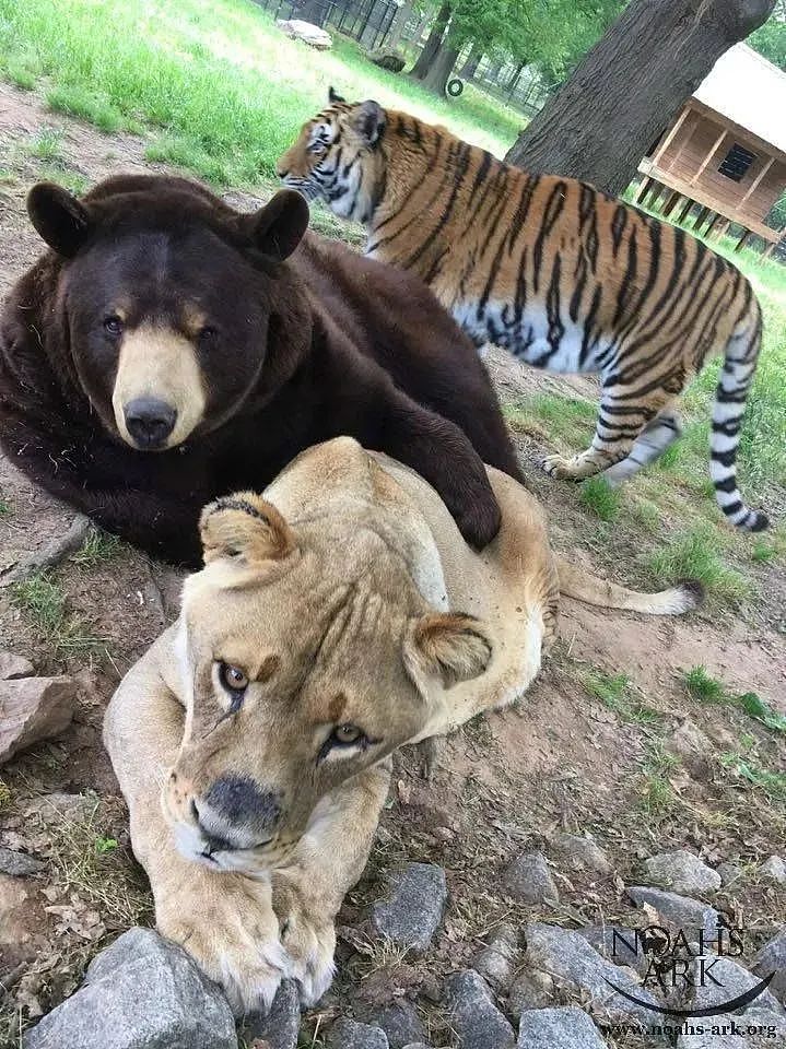 【宠物】火爆全网,熊狮虎三小无猜的故事,让千万网友心软软:我上网就是为了看这个的(组图) - 19