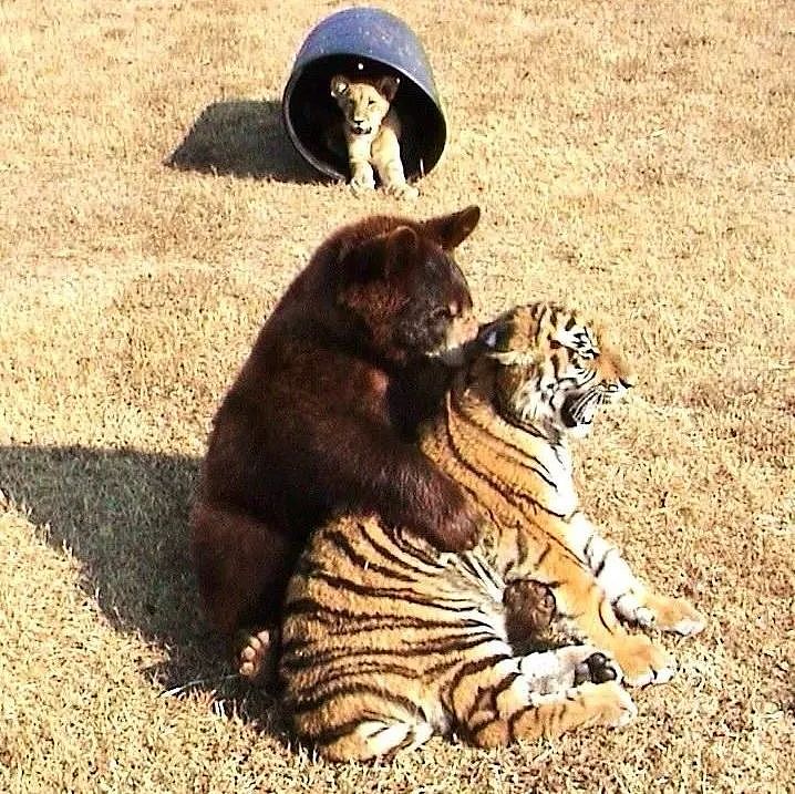 【宠物】火爆全网,熊狮虎三小无猜的故事,让千万网友心软软:我上网就是为了看这个的(组图) - 4