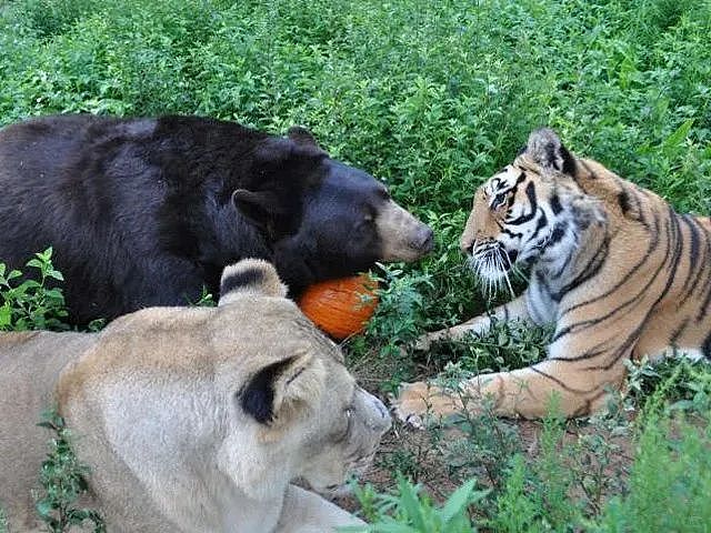 【宠物】火爆全网,熊狮虎三小无猜的故事,让千万网友心软软:我上网就是为了看这个的(组图) - 23