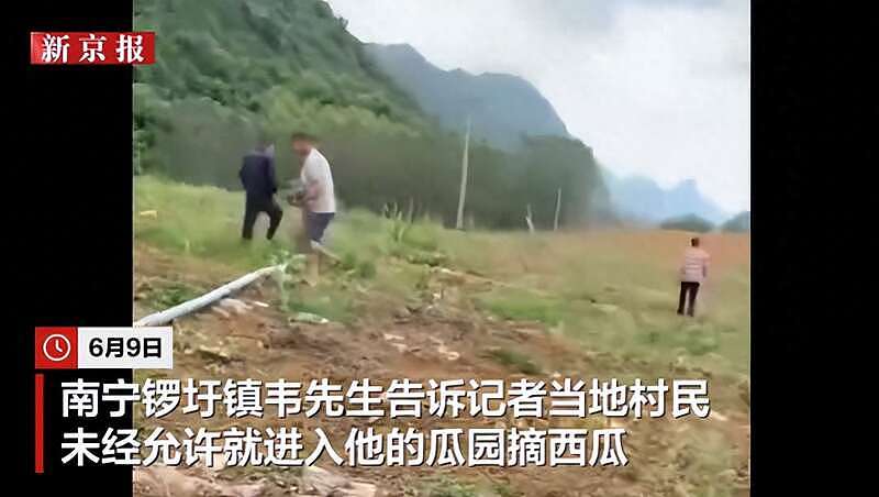 广西一瓜田西瓜遭村民哄抢，瓜农哭诉： 人太多（视频/图） - 1