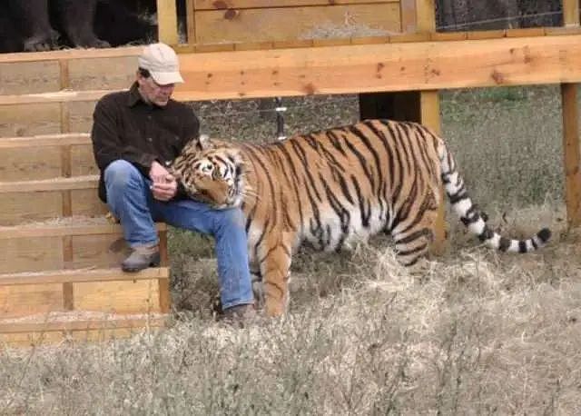 【宠物】火爆全网,熊狮虎三小无猜的故事,让千万网友心软软:我上网就是为了看这个的(组图) - 17