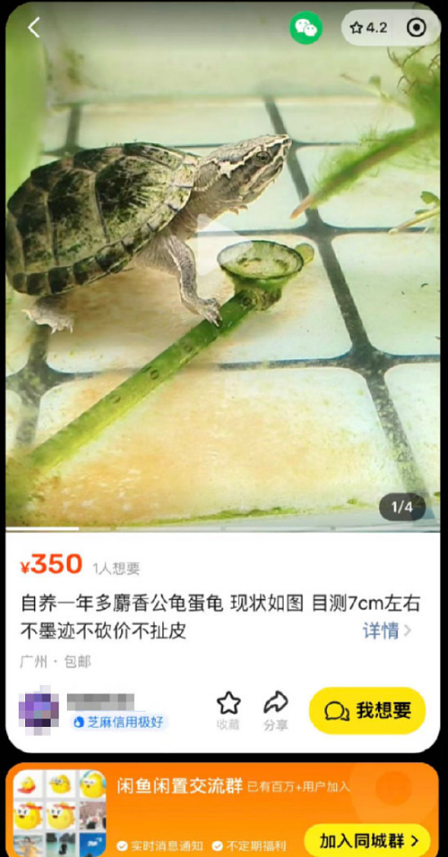 这只8888万的乌龟,像不像你被套牢的股票和房产(组图) - 1